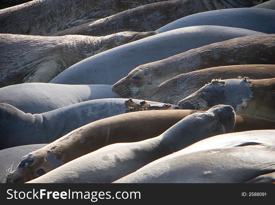 A group of female elephant seals lying on the beach.