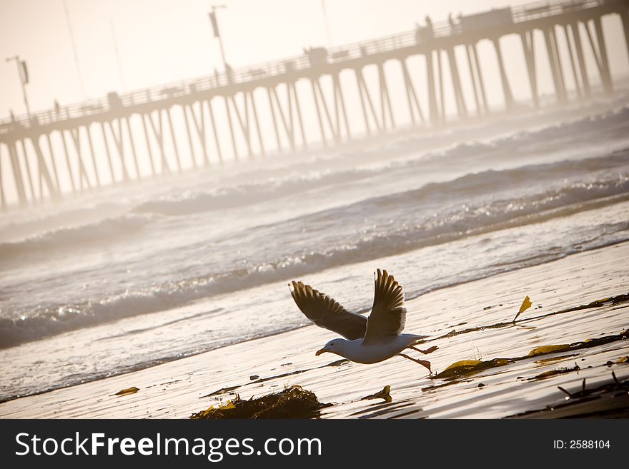 Seagull flying away from silhouetted pier. Seagull flying away from silhouetted pier.