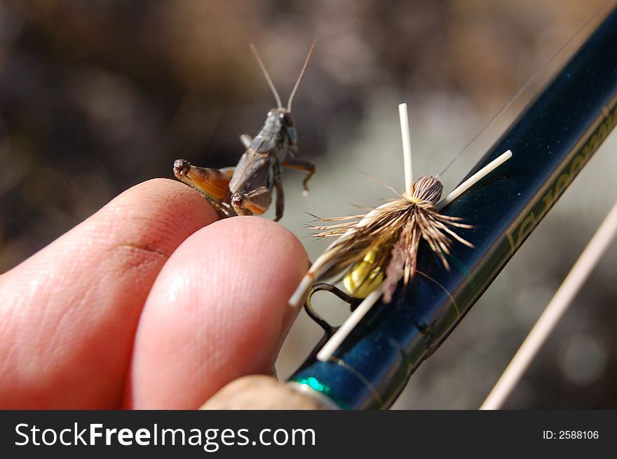 A real grasshopper in compared to an imitation for flyfishing.