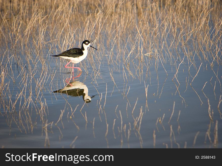 A bird with long legs walking through wetland. A bird with long legs walking through wetland.
