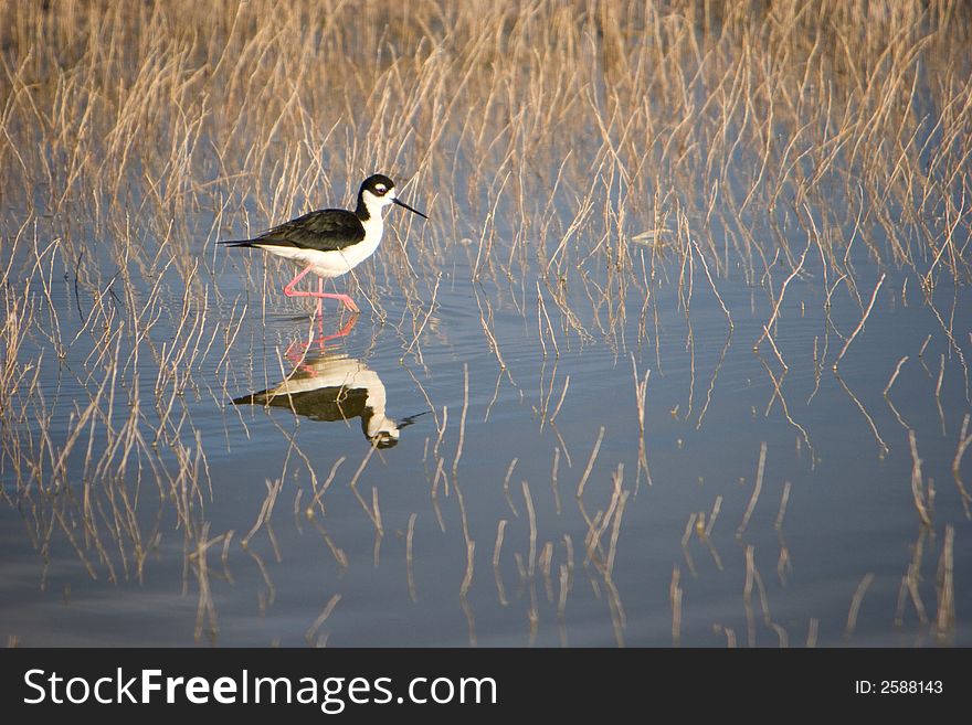 Bird Walking In Water