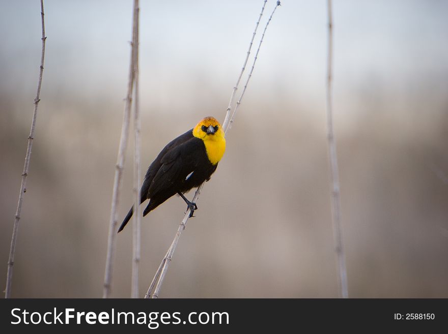 A yellow headed black bird pirched on a branch. A yellow headed black bird pirched on a branch