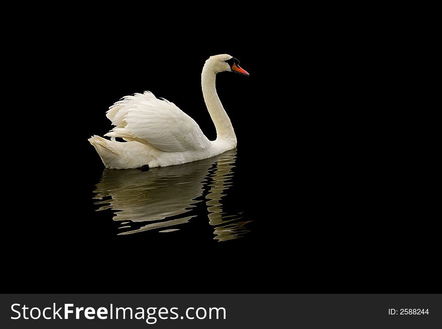 Mute Swan On Black