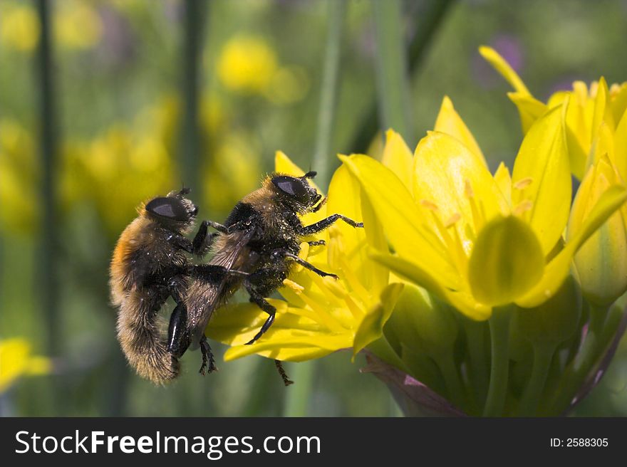 Bees on flower