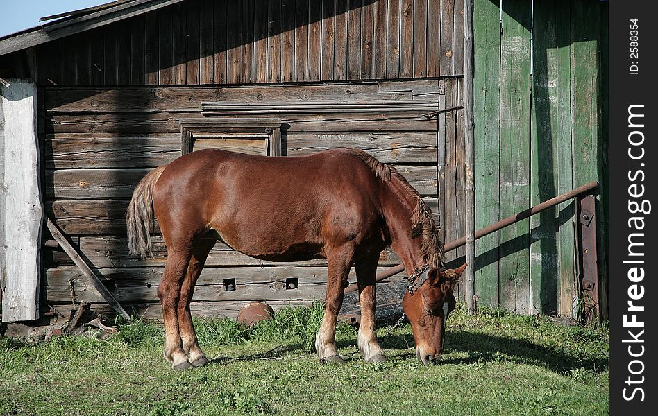 Rural Horse.