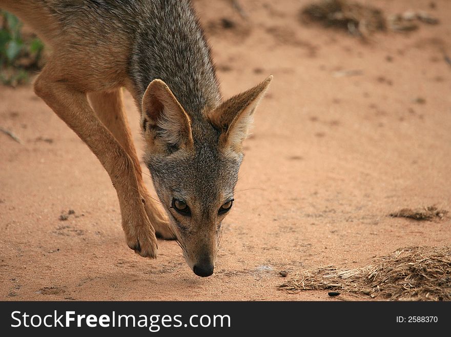 Black backed jackal in Tarangire national park Tanzania