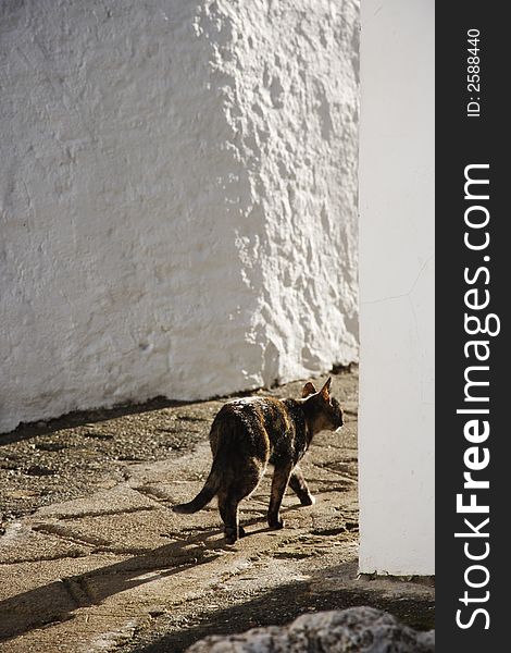 Cat in Gaucin, Andalusia, Spain