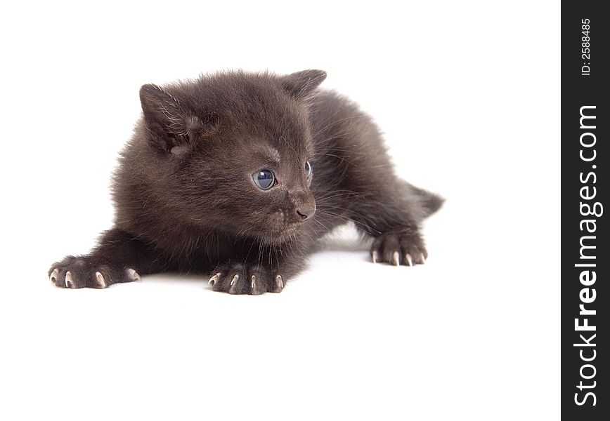 A black kitten looking right and ready to pounce on white background