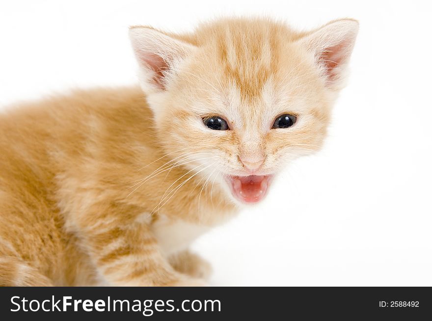 A yellow kitten lets out a cry while sitting on a white background. A yellow kitten lets out a cry while sitting on a white background