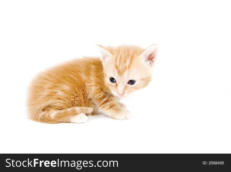 Profile of a yellow kitten on a white background. Profile of a yellow kitten on a white background.