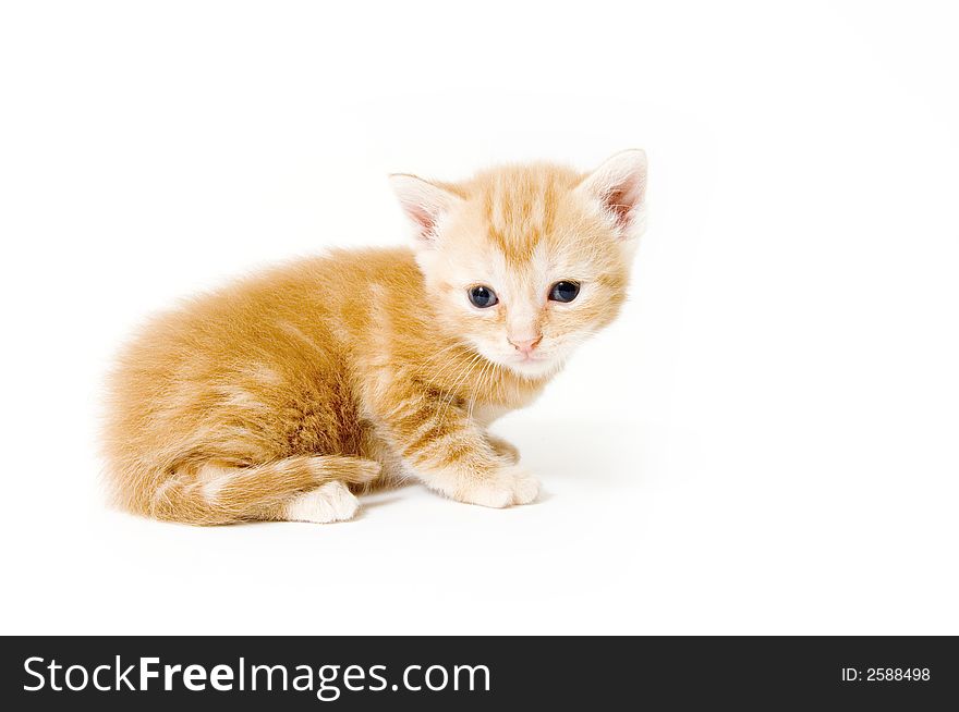 Profile of a yellow kitten on a white background. Profile of a yellow kitten on a white background.