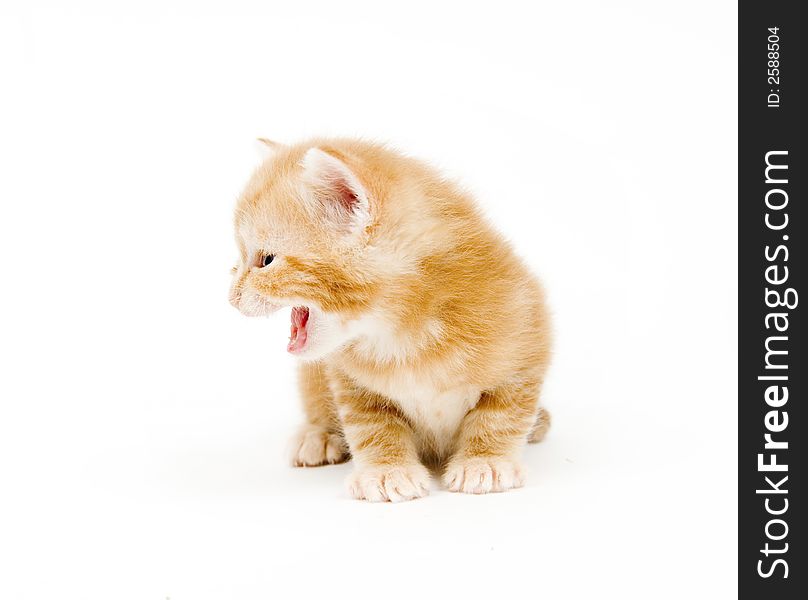 Yellow kitten looking left and crying on white background