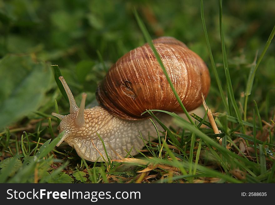Roman snail at the meadow after spring rain