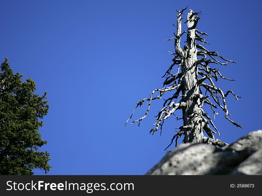 Dry tree in the mountain