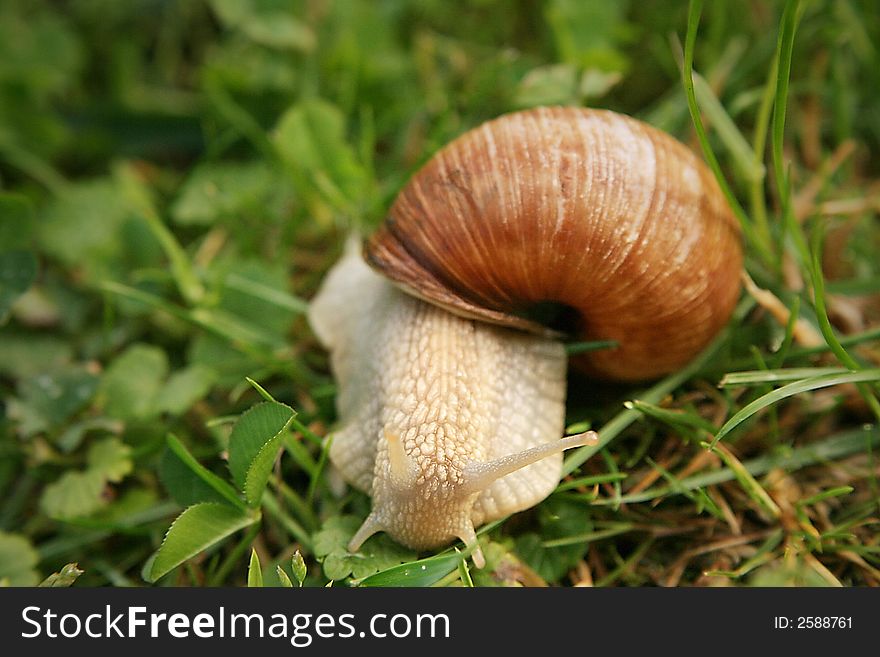 Roman snail at the meadow after spring rain