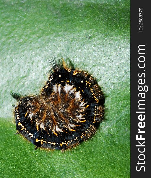 Caterpillar on green leaf