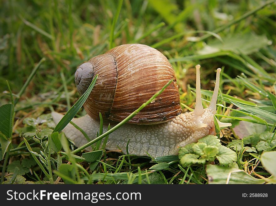 Roman snail at the meadow after spring rain