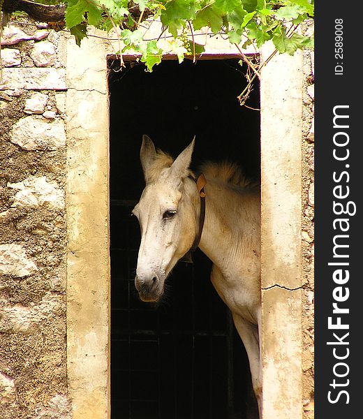 Mule in the door looking outward. Mule in the door looking outward