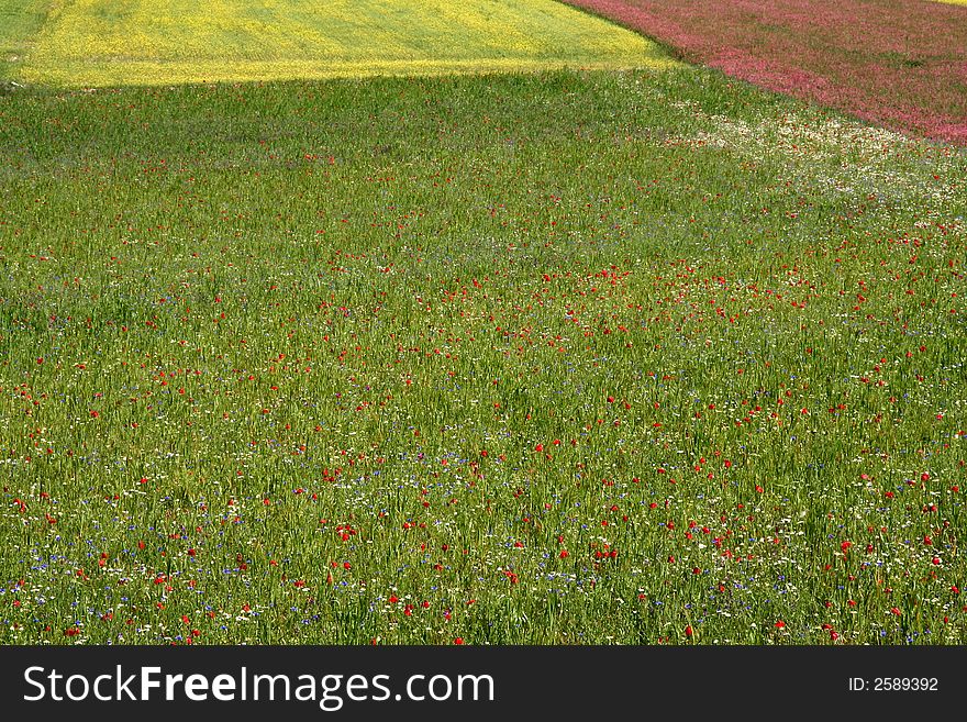 Castelluccio /spring Fields