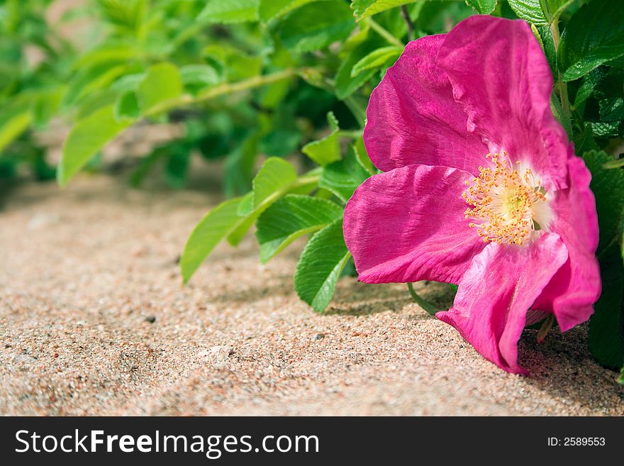 Dog-rose flower on a beach sand. Dog-rose flower on a beach sand
