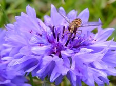 Hover Fly On A Blue Flower Stock Images