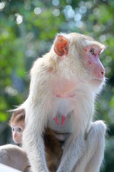 Crab-eating Macaque Or Long-tailed Macaque Stock Photography Crab-eating Macaque Or Long-tailed Macaque Stock Photography