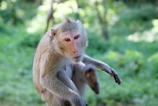 Crab-eating Macaque Or Long-tailed Macaque Stock Photo