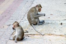 Crab-eating Macaque Or Long-tailed Macaque Stock Images Crab-eating Macaque Or Long-tailed Macaque Stock Images