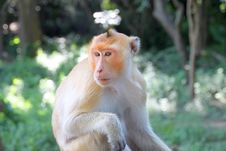 Crab-eating Macaque Or Long-tailed Macaque Stock Photo Crab-eating Macaque Or Long-tailed Macaque Stock Photo