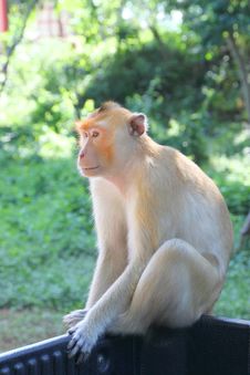 Crab-eating Macaque Or Long-tailed Macaque Stock Photography