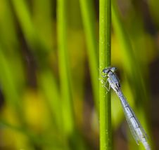 Damsel Fly Royalty Free Stock Images