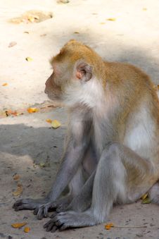 Crab-eating Macaque Or Long-tailed Macaque Royalty Free Stock Photo Crab-eating Macaque Or Long-tailed Macaque Royalty Free Stock Photo
