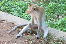 Crab-eating Macaque Or Long-tailed Macaque Royalty Free Stock Photo