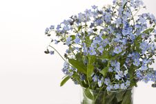 Forget-me-not Royalty Free Stock Photography Forget-me-not Royalty Free Stock Photography