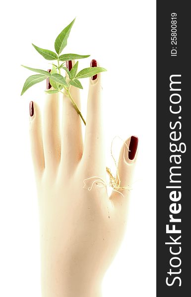 Small Plant Held By Woman S Hand.