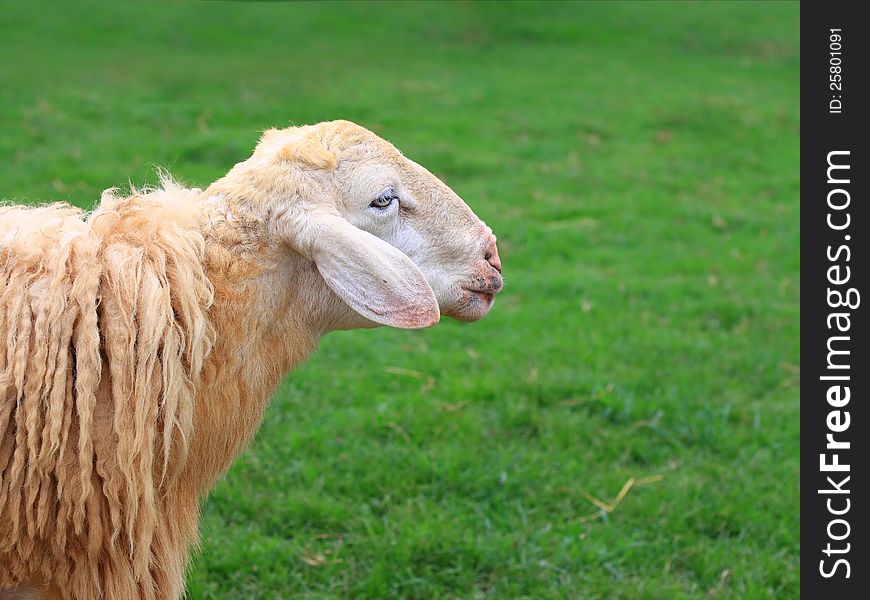 Closeup shot of sheep standing on green pasture
