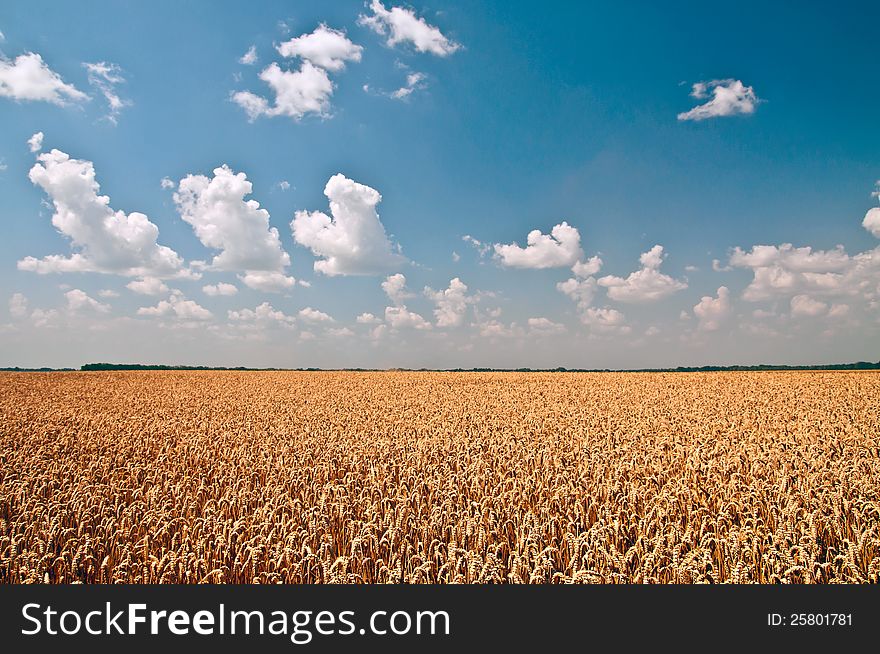 Wheat against blue sky with white clouds. Wheat against blue sky with white clouds