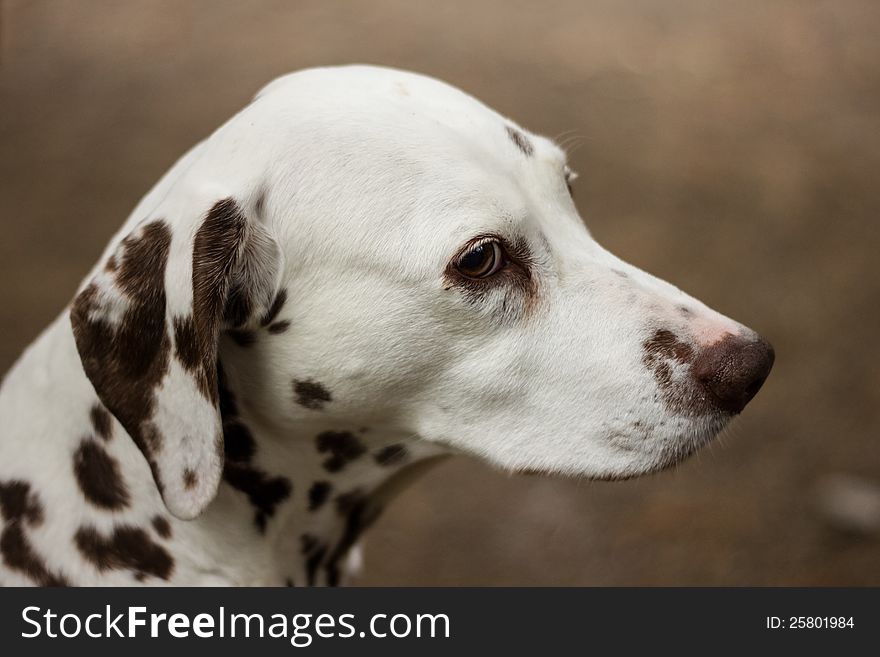 Close up of beautiful Dalmatian dog, Focus is on the eyes.