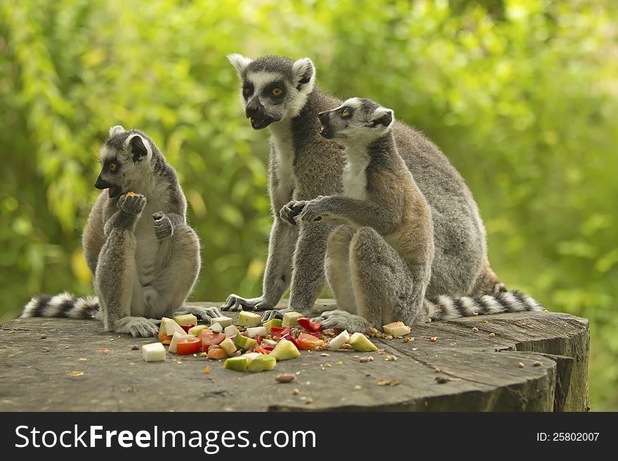 Group tailed lemur (Ring-tailed lemurs ) with food. Horizontally. Group tailed lemur (Ring-tailed lemurs ) with food. Horizontally.