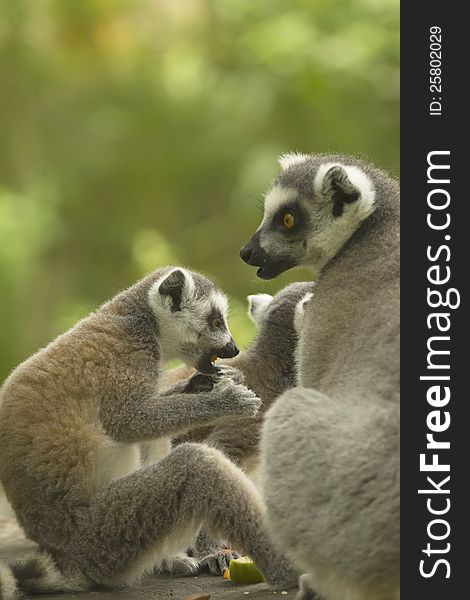 A pair of lemur ( Ring-tailed lemurs ) with food. Vertically. A pair of lemur ( Ring-tailed lemurs ) with food. Vertically.