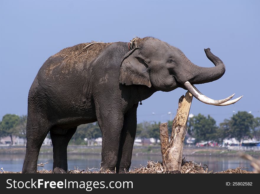 An elephant rubs its tusks againt a tree trunk by a river. An elephant rubs its tusks againt a tree trunk by a river