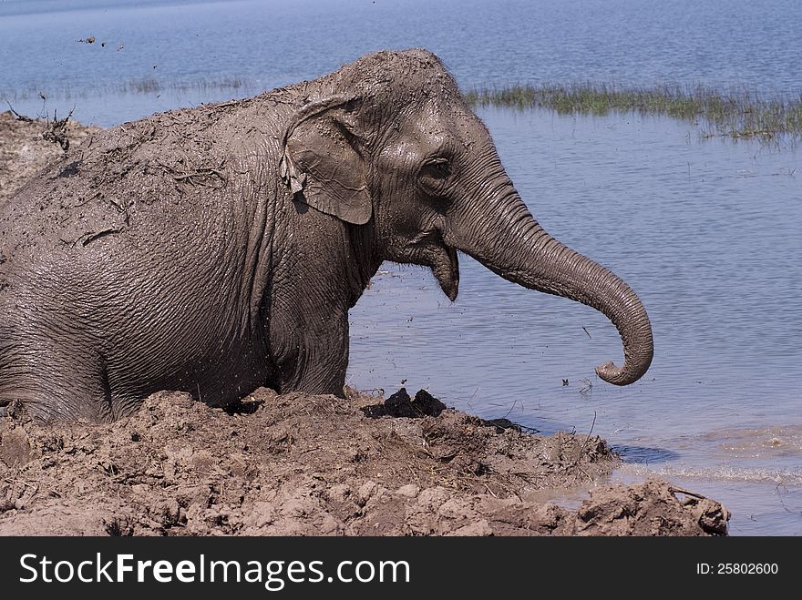 An elephant enjoys itself in the mud. An elephant enjoys itself in the mud