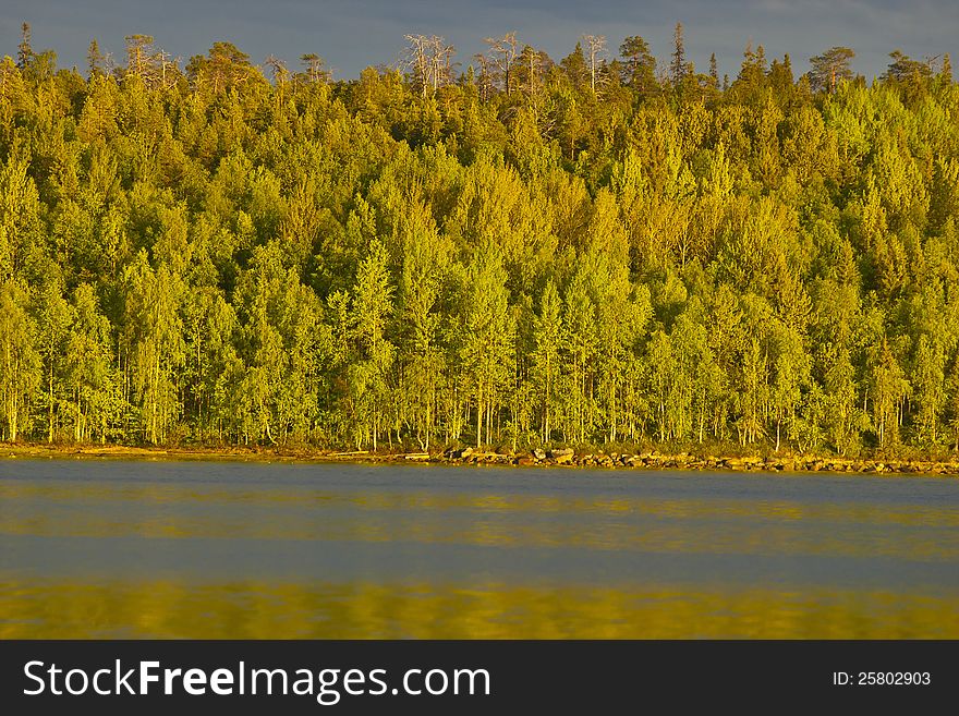 Sunny woods in North Kareliya. Sunny woods in North Kareliya