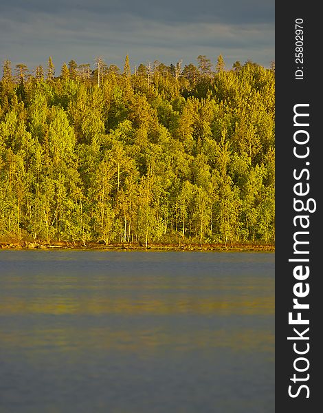 Sunny woods in North Kareliya. Sunny woods in North Kareliya
