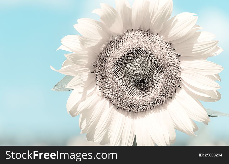 White Sunflower against of a light blue background. Toned image. White Sunflower against of a light blue background. Toned image