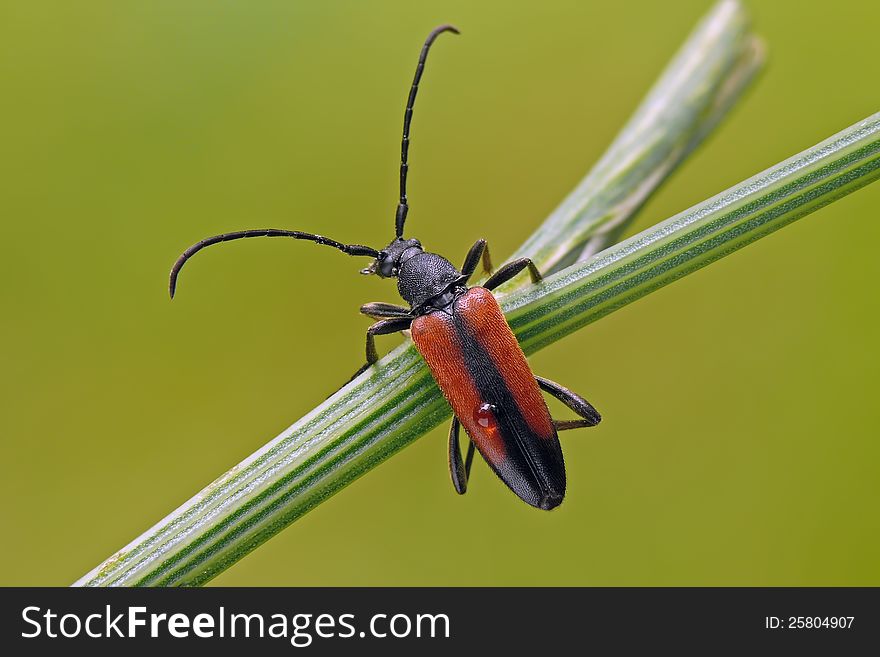Longhorn beetle with water drop on the back. Longhorn beetle with water drop on the back.