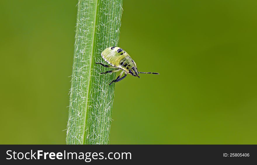 Common green shield bug's nymph on a grass. Common green shield bug's nymph on a grass.