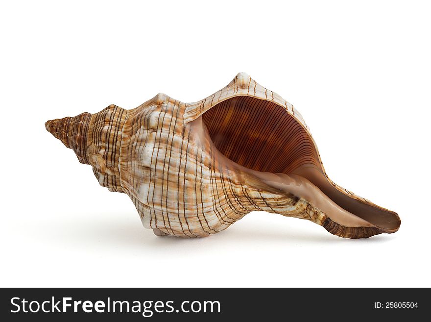 Closeup Of A Seashell