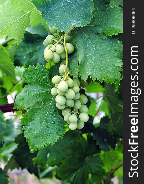 Early grapes in the vineyard, organic gardening