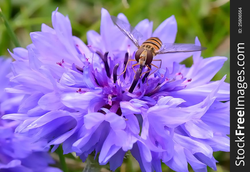 Hover Fly On A Blue Flower